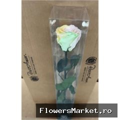 50cm Stem Rainbow Pin99