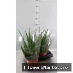 Aloe  'Mistral'