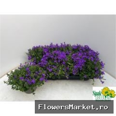 Campanula porten. 'Kris'