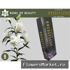 Lilium ori. DB 'Bowl of Beauty'