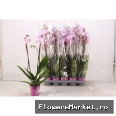 Phalaenopsis   ...rose