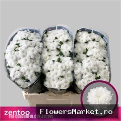 Chrysanthemum SA 'Baykal'