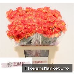 Dianthus ST 'Zenit'