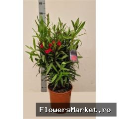 Nerium oleander   ...