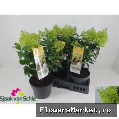 Hydrangea pan.