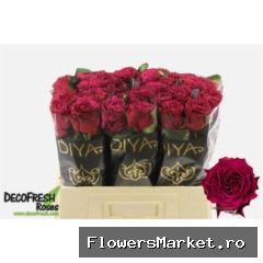 Rosa GR 'Venturoso'