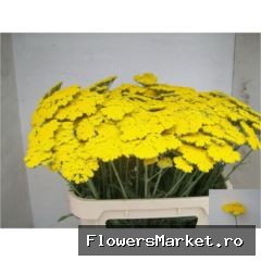 Achillea 'Coronation Gold'