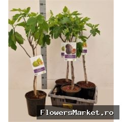 Ficus carica