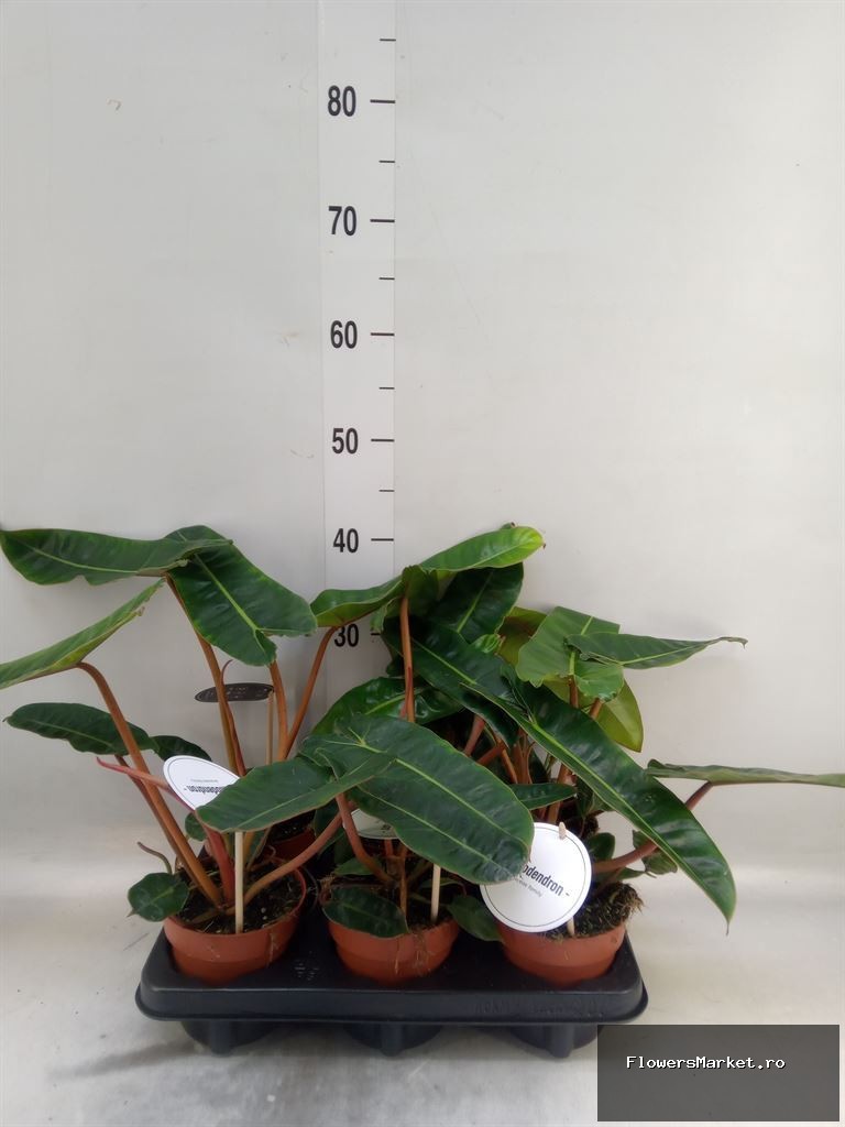 'Billietiae'