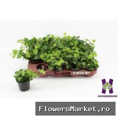 Hedera helix 'Wonder'