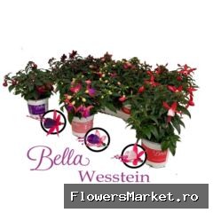 Fuchsia  'Bella Fuchsia'  ..mix