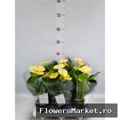 Haute Couture 30 cm