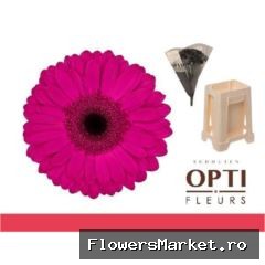 Gerbera GB 'Bon Dia'