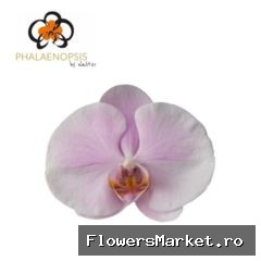 Phal Tikal x 25
