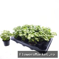 Syngonium  'Pixie'