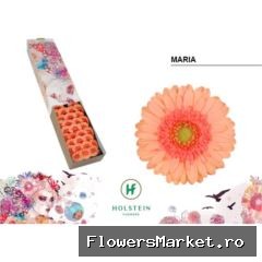 Gerbera MI 'Maria'