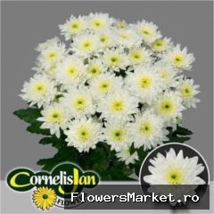 Chrysanthemum TR 'Euro'