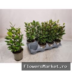 Laurus nobilis