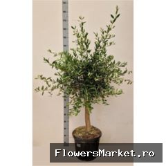 Olea europaea