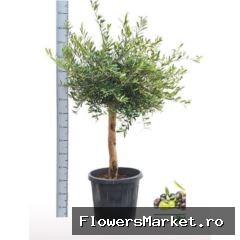 Olea europaea