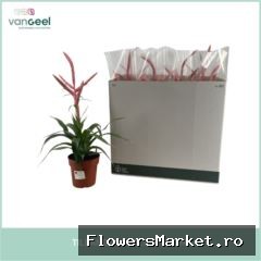 Mandevilla  'Dolce'