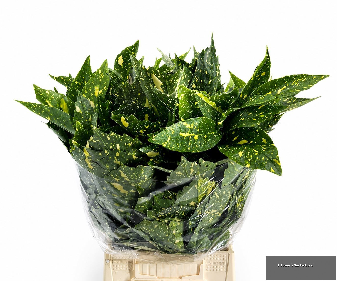 Aucuba Japonica (per bunch)