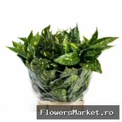 Aucuba Japonica (per bunch)