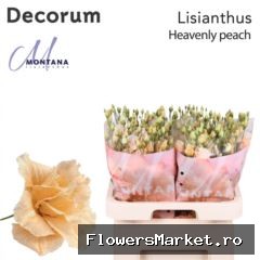 Lisianthus Dye heavenly peach