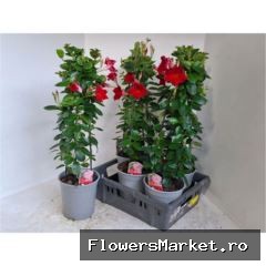 Mandevilla 'Sundavil Red'