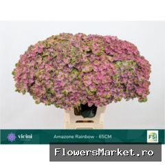 Hydrangea 'Magical Amazone'