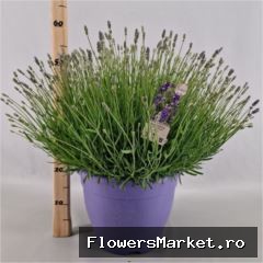 Lavandula Ang. Essence Purple 32 Cm