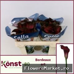 Zantedeschia  'Bordeaux Art'