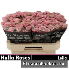 Rosa TR 'Leila Lilac'