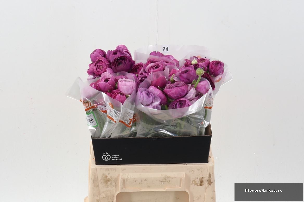 Ranunculus  'Amandine Purple Jean'