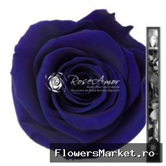 60cm Stem Blu03