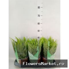 40 cm