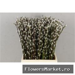 Salix   ...wilgenkatjes