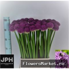 Allium  'Gladiator'