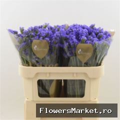 Limonium sinuatum 'Levis Wings'