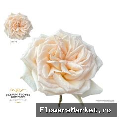 Rosa Princess Maya
