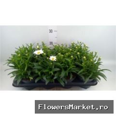 Plante perene TLEUWSLEO 323251