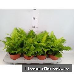 Blechnum gibbum 'Silver Lady'
