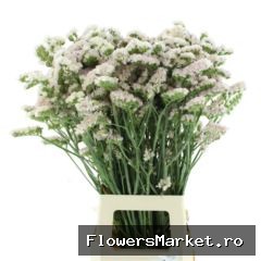 Limonium sinuatum 'Apricot Sun Bir'