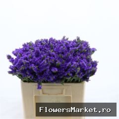Limonium sinuatum 'Levis Wings'