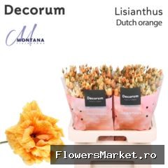 Lisianthus Dye Heavenly dutch orange