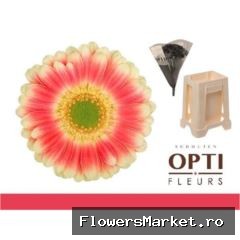 Gerbera MI 'Tompouce'