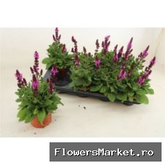 Salvia sylvestris 'Rose Marvel'