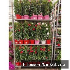 Mandevilla 'Rio' ...mix