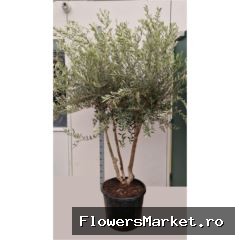Olea europaea