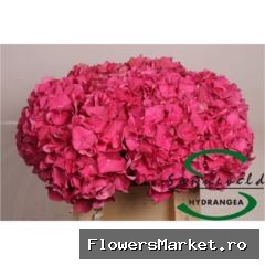 Hydrangea  'Rodeo Red'